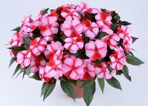 Бальзамин новогвинейский Magnum Soft Pink