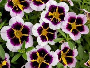 Калибрахоа Bordeaux Star