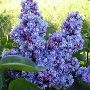 Сирень Ami Shott (Ами Шотт) (P9) (ПОСПЕЛЛА) 1 шт