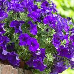 Петуния Surfinia Blue