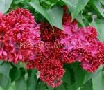 Сирень Красная Москва (P9) (ПОСПЕЛЛА) 1 шт