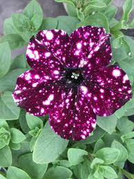 Петуния Alpetunia Burgundy Sky
