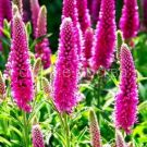 Veronika-Heidekind-Hajdekind-P9-POSPeLLA-1-sht