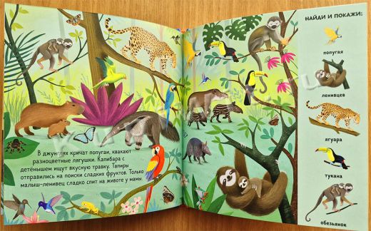 Найди животных всего мира