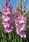 Gladiolus-Cera-Korfinio-10-12-5-sht-Kolorlajn