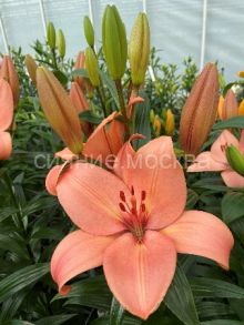 Лилия Корал Сансет (Coral Sunset), ЛА, 12/14, 2 шт (Колорлайн)