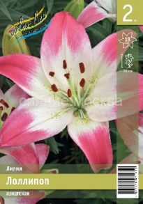 Лилия Лоллипоп (Lollypop), азиат. гибрид, 12/14, 2 шт (Колорлайн)