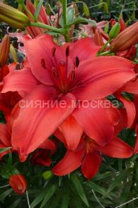 Лилия Рэд Хайленд (Red Highland), аз., 12/14, 2 шт (Колорлайн)