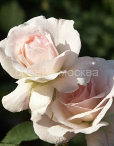 Роза канадская парковая Модэн Блаш Morden Blush, 1 шт., Поиск