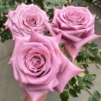 Авант Гард (Avant Garde)