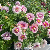 Айс фо ю (Eyes for You)