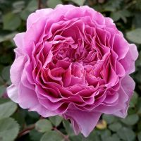 Айсвогель (Eisvogel)