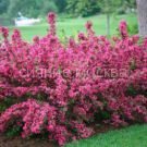 Vejgela-Minuet-Minujet-P9-POSPeLLA-1-sht