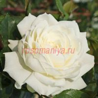 Аляска (Alaska)