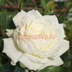 Аляска (Alaska)