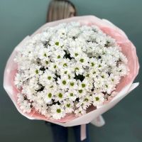 Белые хризантемы бакарди в красивой упаковке