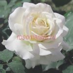 Анна Киевская (Anne de Kiev)