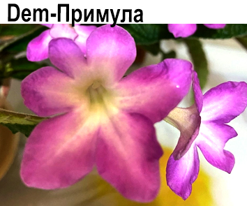Dem-Примула (Д. Демченко)