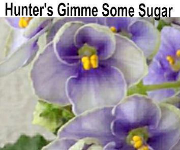Hunter's Gimme Some Sugar(.Muzalewski)  НОВИНКА КАТАЛОГА!