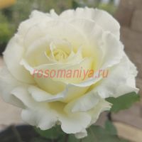 Антарктика (Antarcticа)