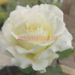 Антарктика (Antarcticа)