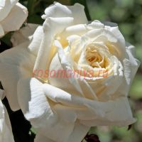 Ариан Де Ротшильд (Ariane de Rothscild)