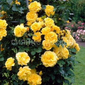 Роза плетистая Голден Парфюм, 1 шт (Поиск)