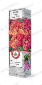 Роза спрей Файр Флеш, 1 шт (Поиск)