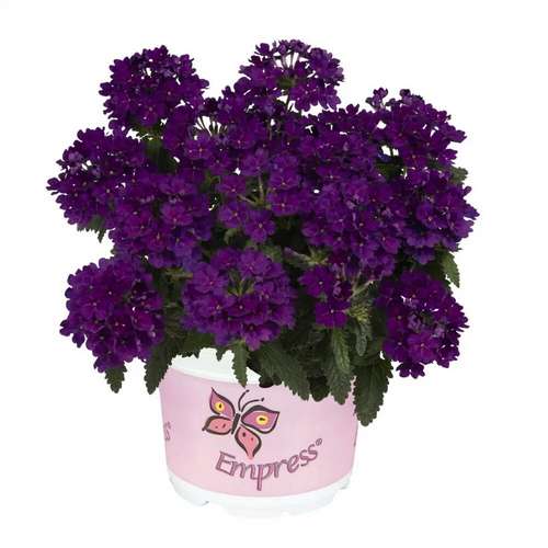 Вербена Empress Flair violet blue