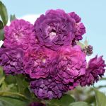 Блу Мажента (Bleu Magenta)