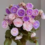 Блу Мун Стоун (Blue Moon Stone)