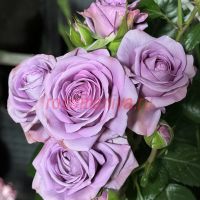 Блу Шторм (Blue Storm)