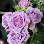 Блу Шторм (Blue Storm)