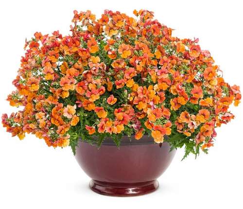 Немезия Sunsutia Plus Blood Orange