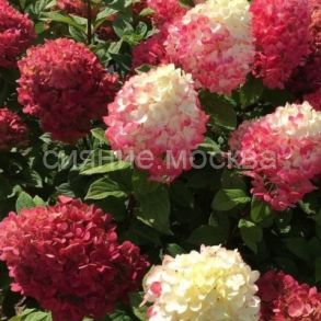 Гортензия метельчатая Серия Патио Люкс Ред Лайт (Поиск) 1 шт