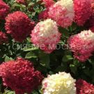 Gortenziya-metelchataya-Seriya-Patio-Lyuks-Red-Lajt-Poisk-1-sht