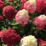 Gortenziya-metelchataya-Seriya-Patio-Lyuks-Red-Lajt-Poisk-1-sht