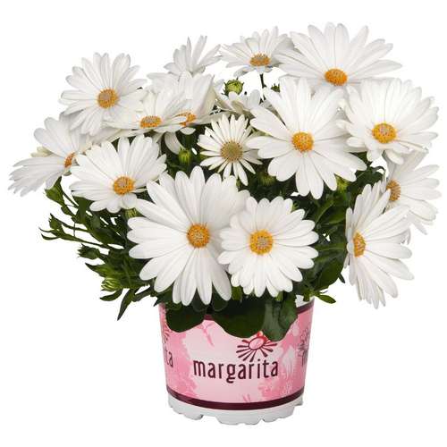 Остеоспермум Margarita Creme