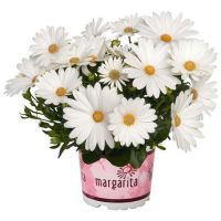 Остеоспермум Margarita Creme