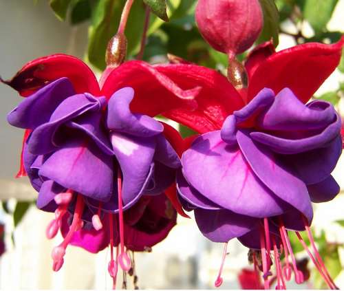 Фуксия Marbella Purple Rain