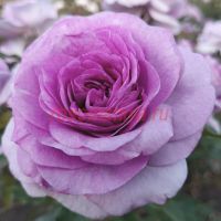 Виолет Прайд (Violet Pride)