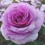 Виолет Прайд (Violet Pride)