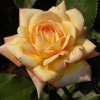 Глория Дэй (Gloria Dei)