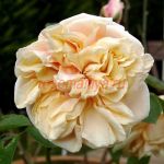 Глуар дэ Дижон (Gloire de Dijon)