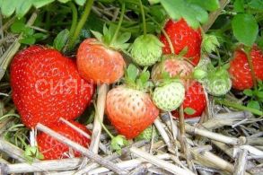 ЗЕМЛЯНИКА САДОВАЯ КИМБЕРЛИ (фриго), 5 шт (Флора Селект)