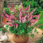 Dicentra-velikolepnaya-up-1-sht-Poisk
