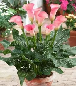 Калла Окланд, 1 шт., Колорлайн