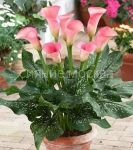 Kalla-Okland-1-sht-Kolorlajn