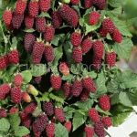 ezhemalina-ezhevika-Bakingem-Tejberri-1-sht-Poisk