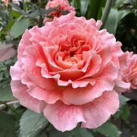 Джеф Л"Артист (Jef l'Artiste)